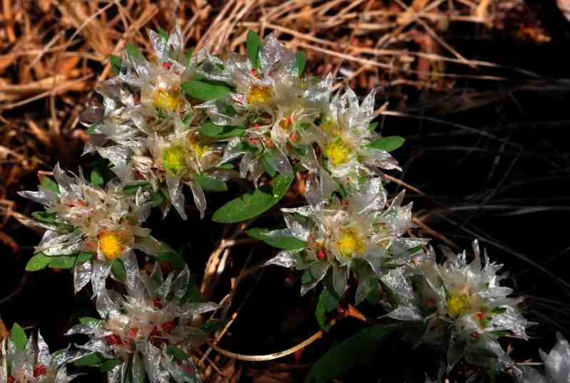 Paronychia argentea